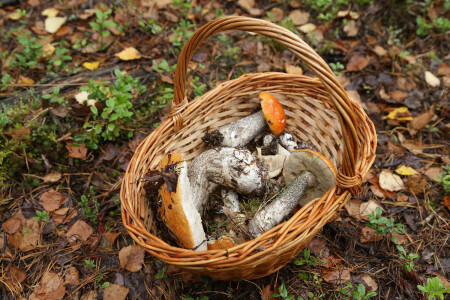 Вкусы и краски осеннего леса