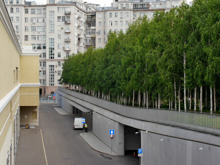 Берёзовая роща