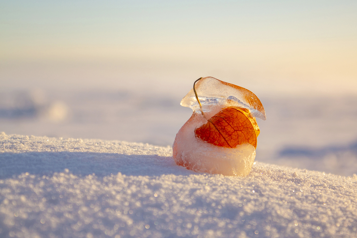 В ледяных объятиях