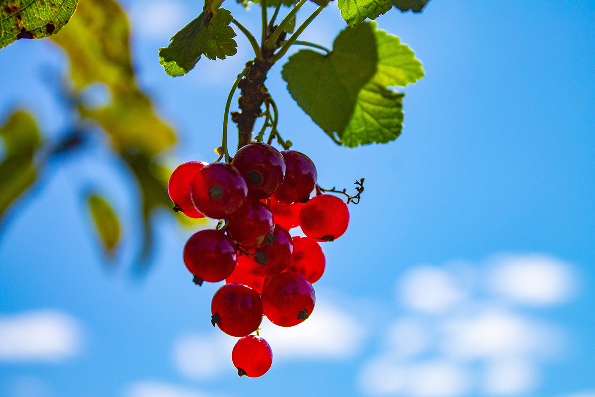 Воспоминание о лете