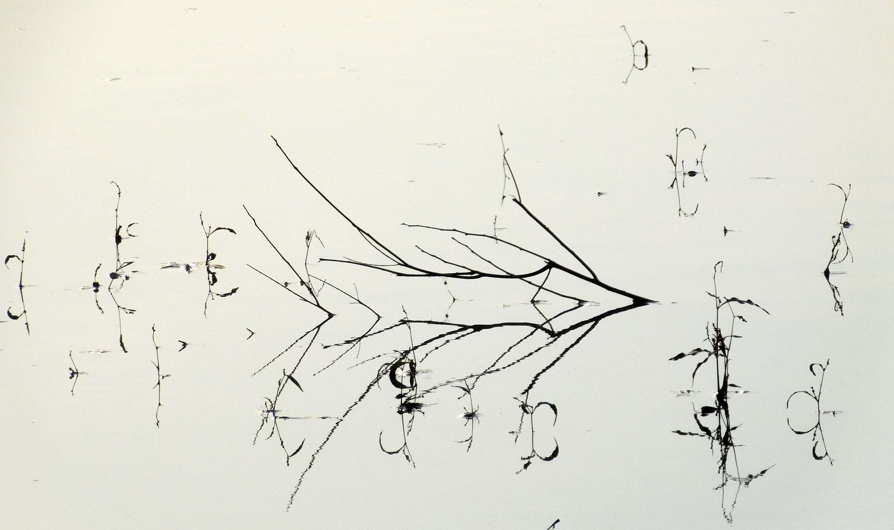 Узор: ветки и отражение