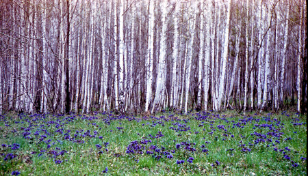 Цветут медуницы