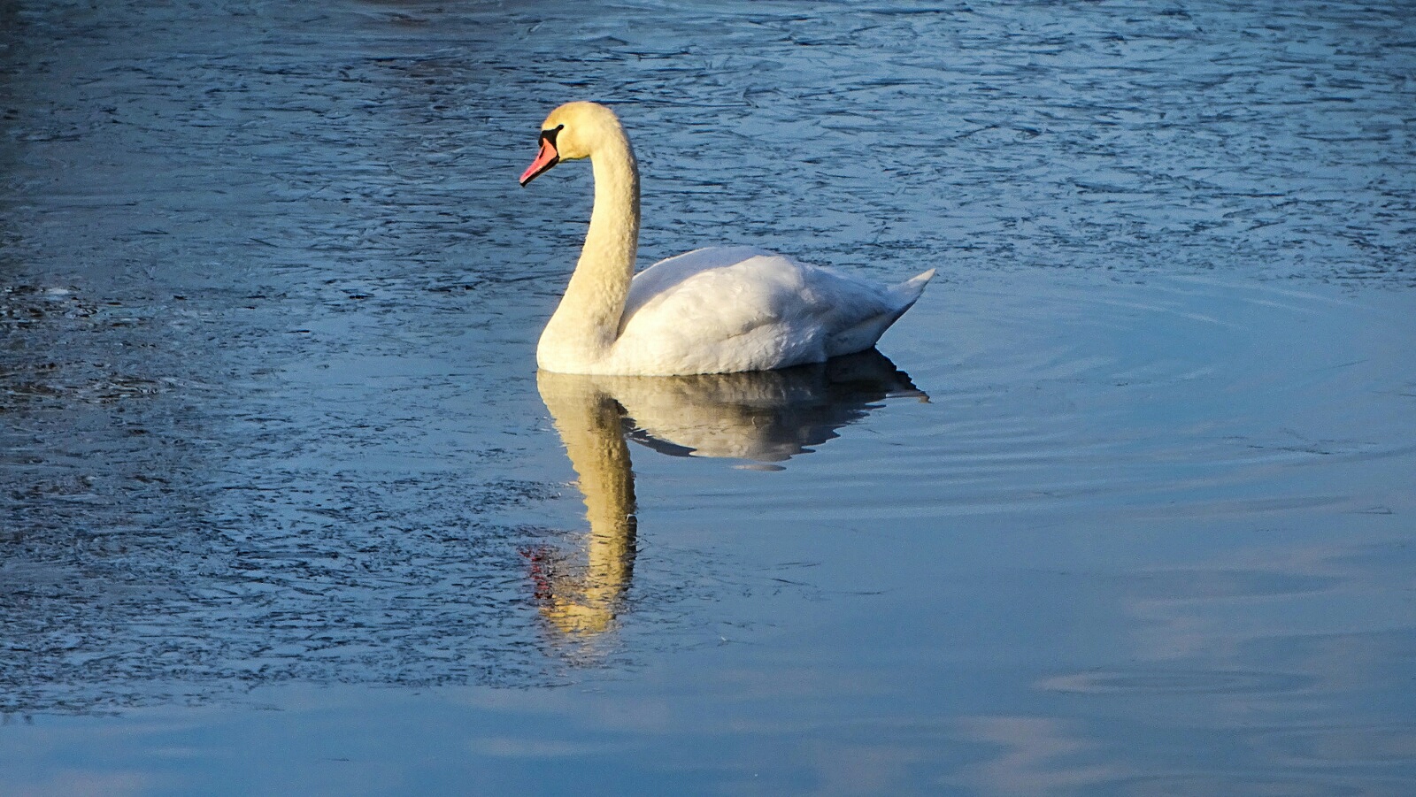 Животные и птицы