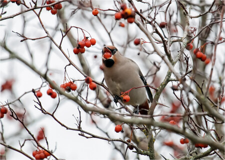 Свиристель