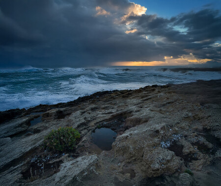 Растущие на камнях.