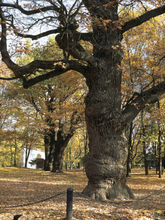 Ровесники Петра. Дубы в Коломенском.