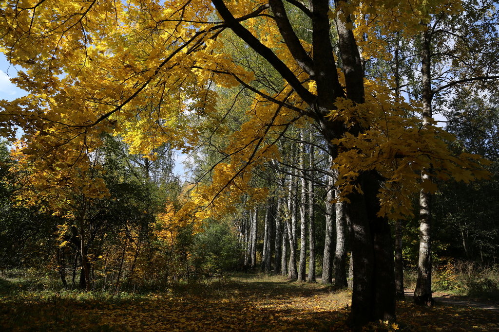 Золотой день