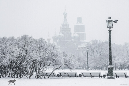 Петербургский монохром. 24.11.2025.