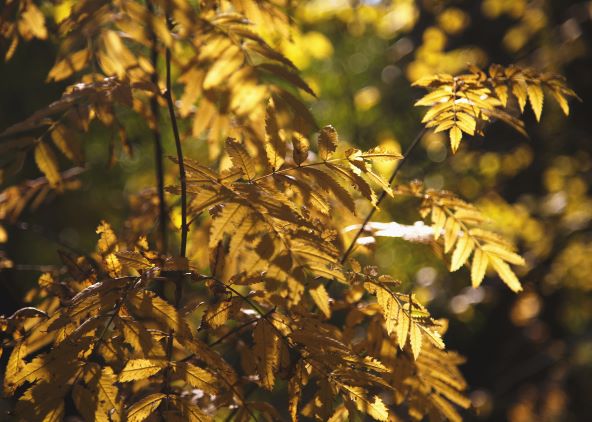 Рябиновая осень