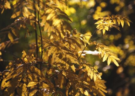 Рябиновая осень