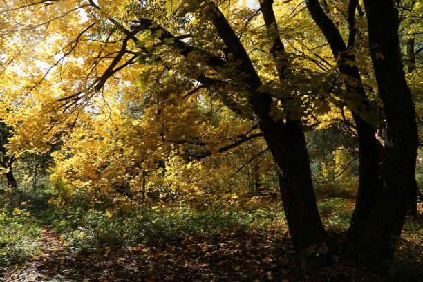 Золотые россыпи