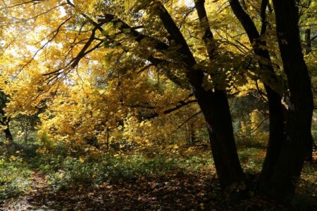 Золотые россыпи