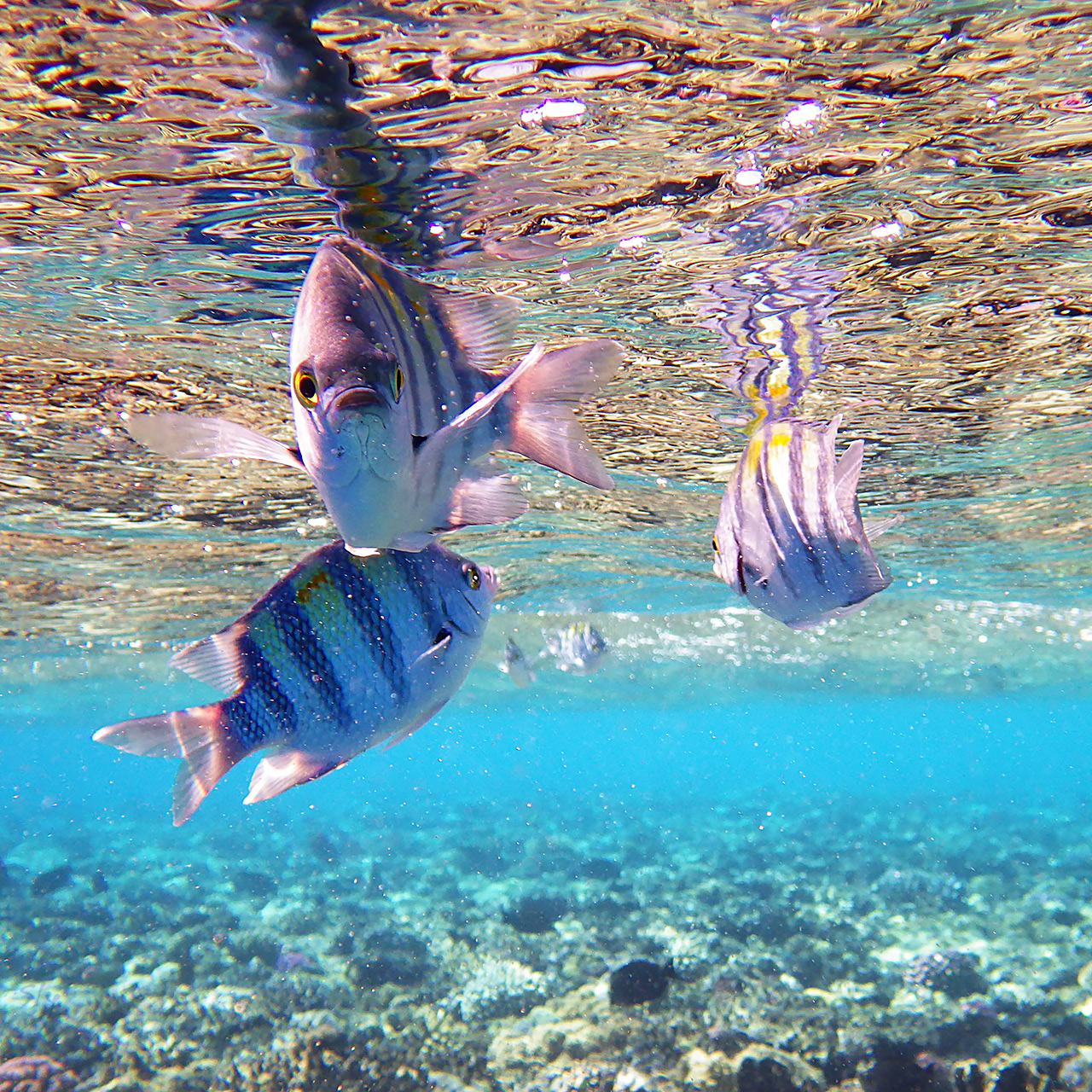 Рыба-сержант