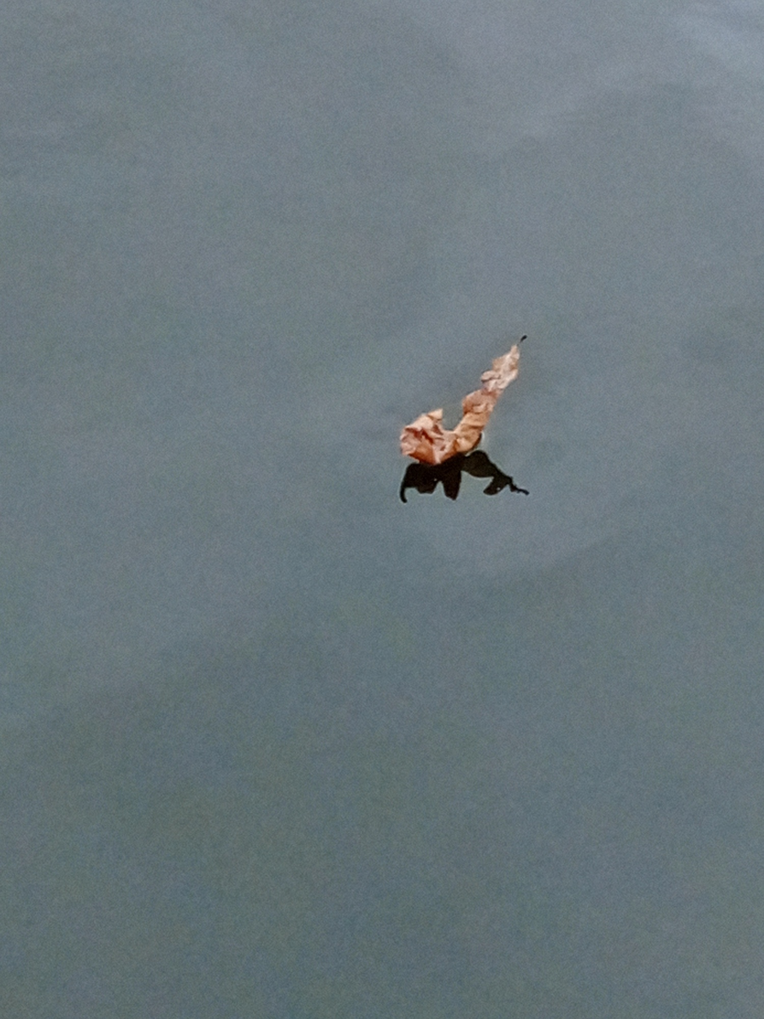 Летучий голландец