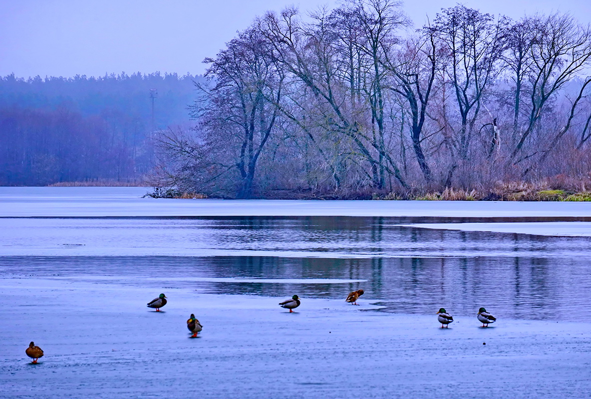 Первые заморозки.