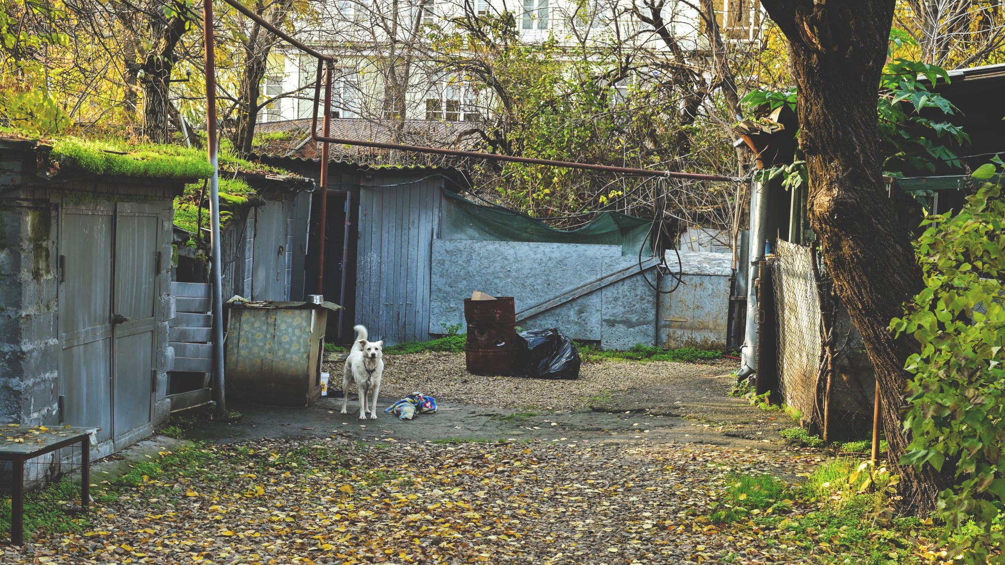 Дворовая история