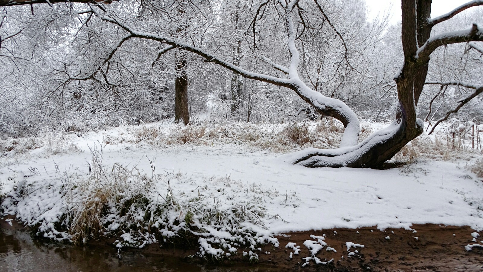 Природа Смоленщины 