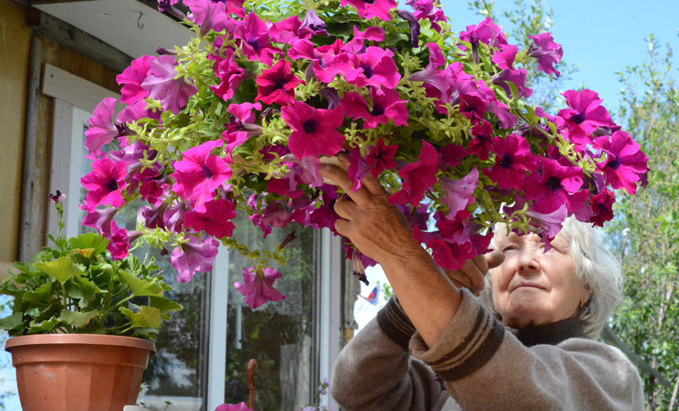 Дачные цветы.