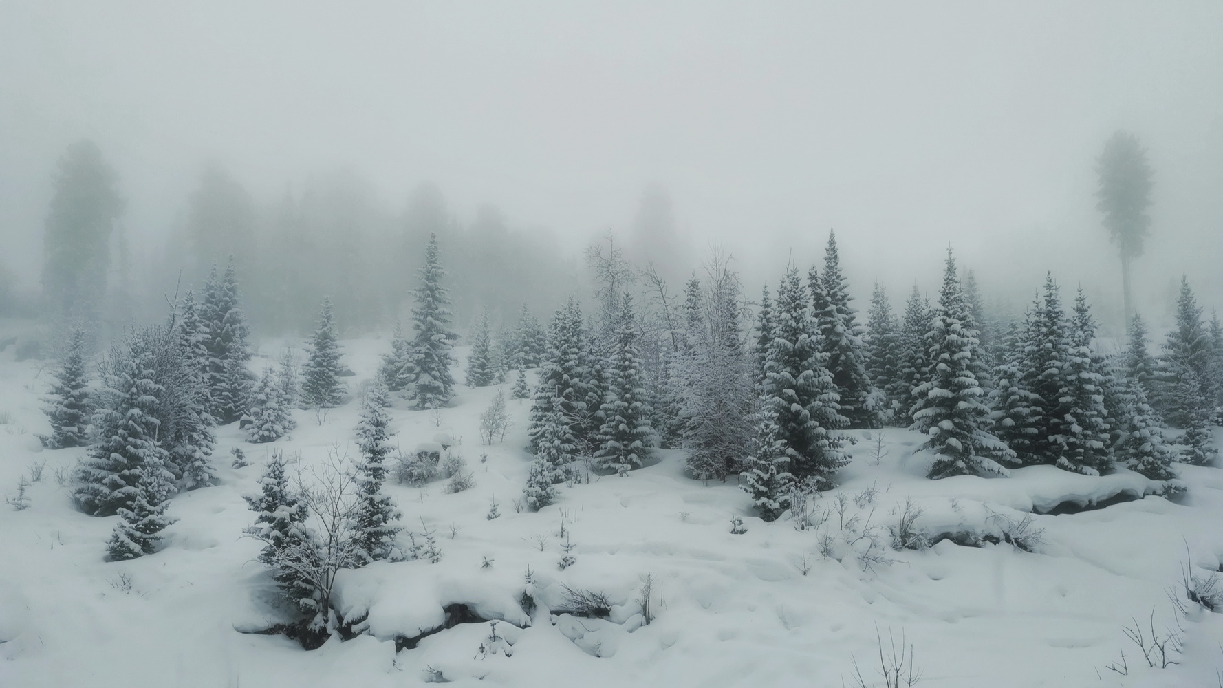 туманный лес