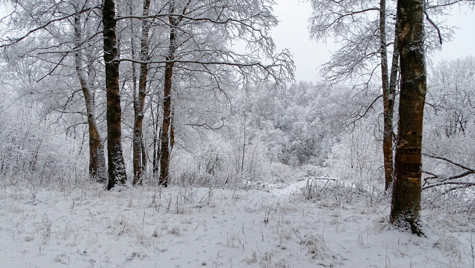 Природа Смоленщины 