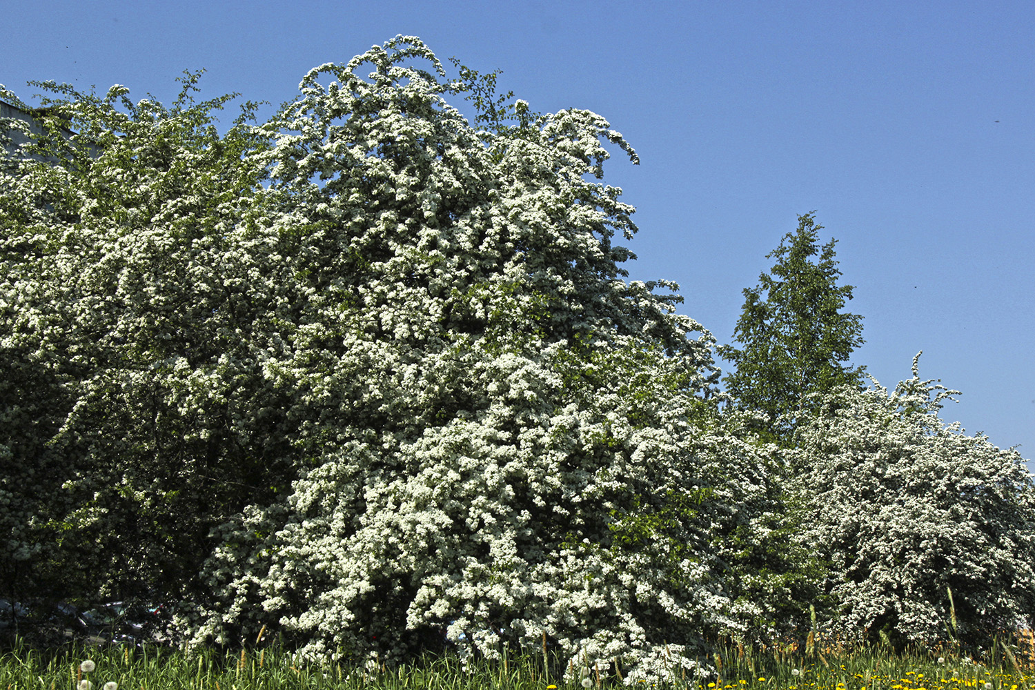 Летняя зима