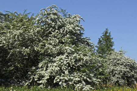 Летняя зима