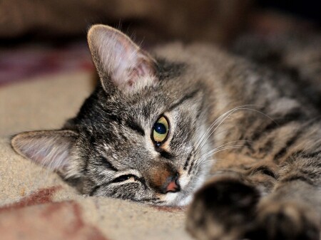 Хитрый взгляд.