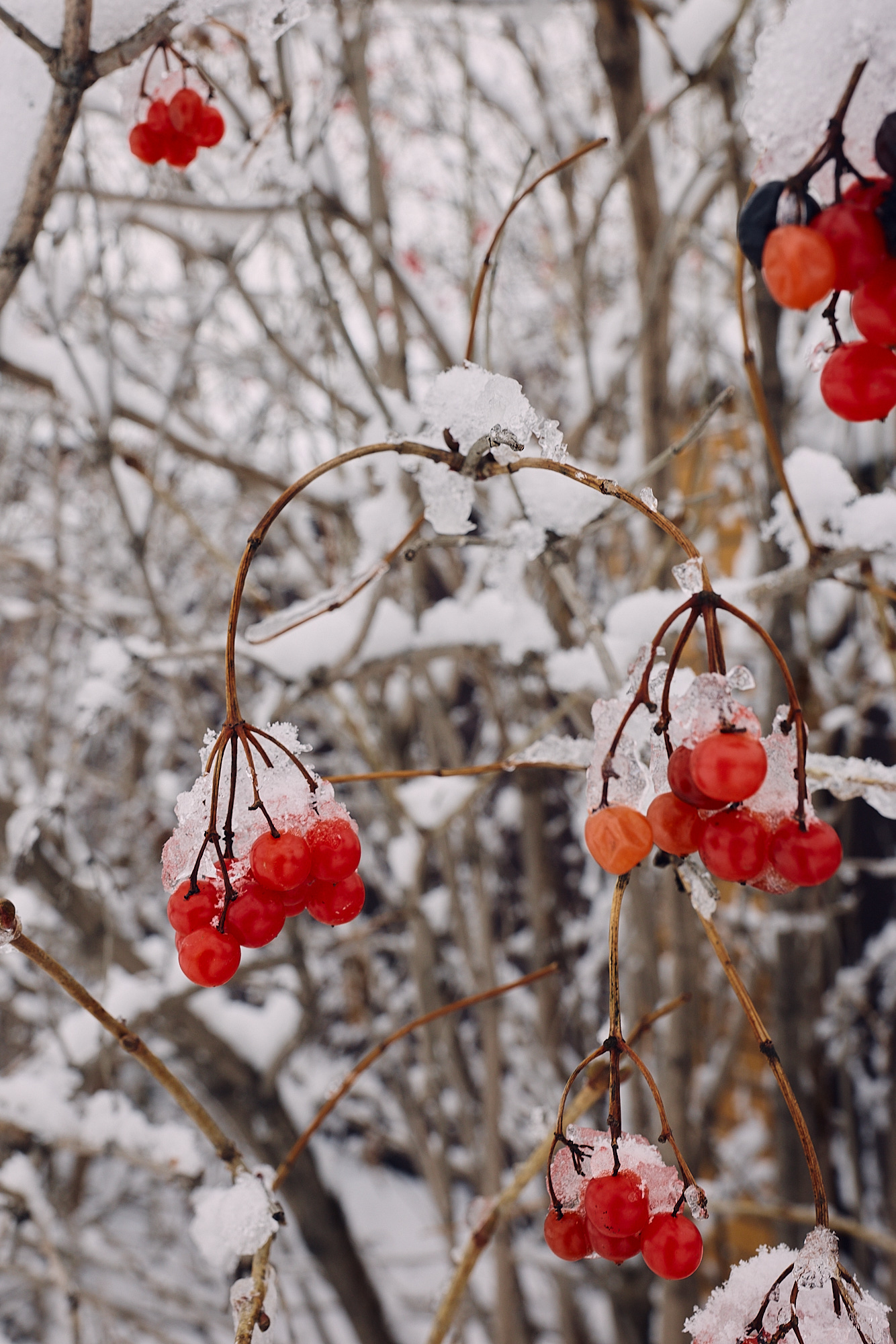 Зимняя соната в До минор