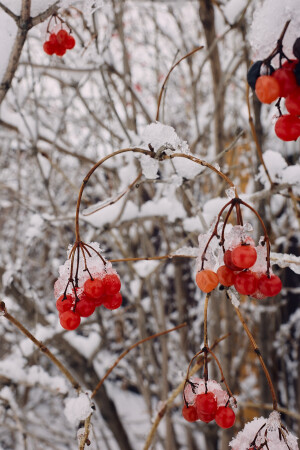 Зимняя соната в До минор
