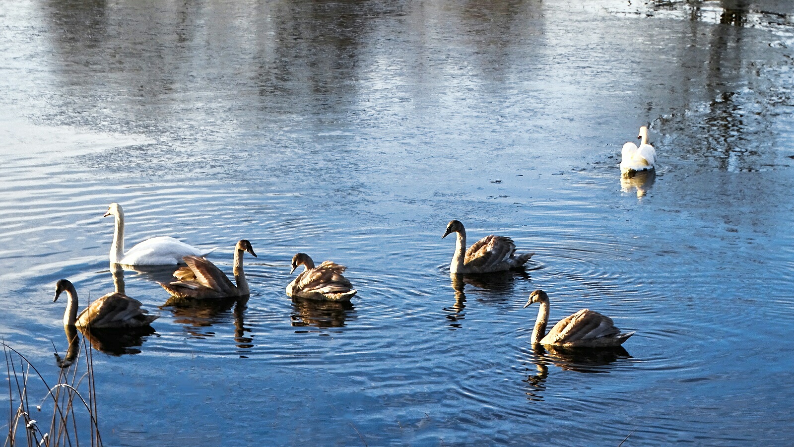 Животные и птицы