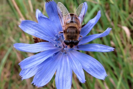 Шмелевидка на цикории.