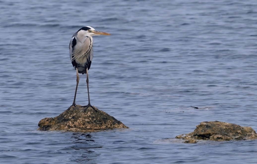 Сегодня не рыбный день....