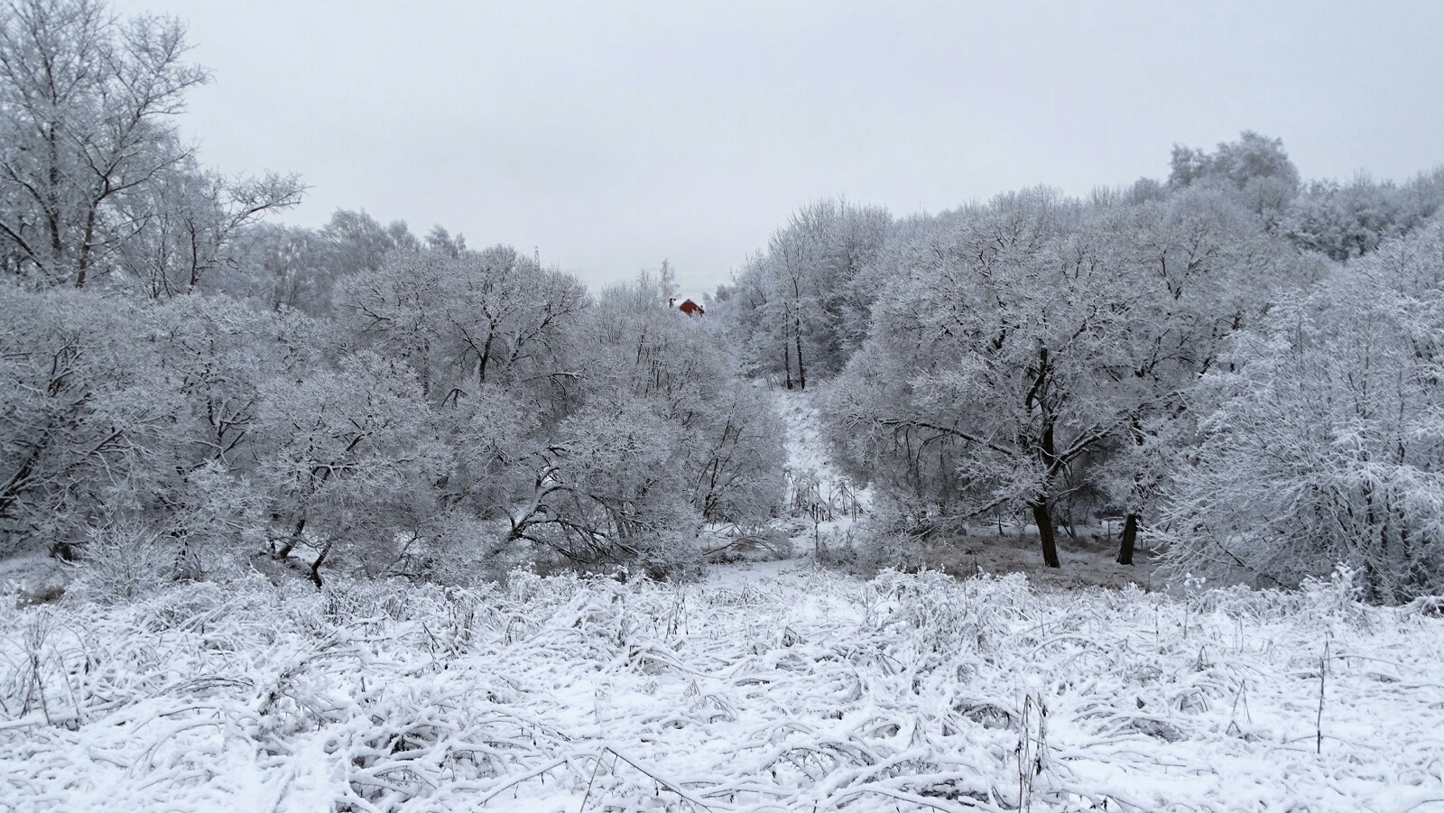 Природа Смоленщины 