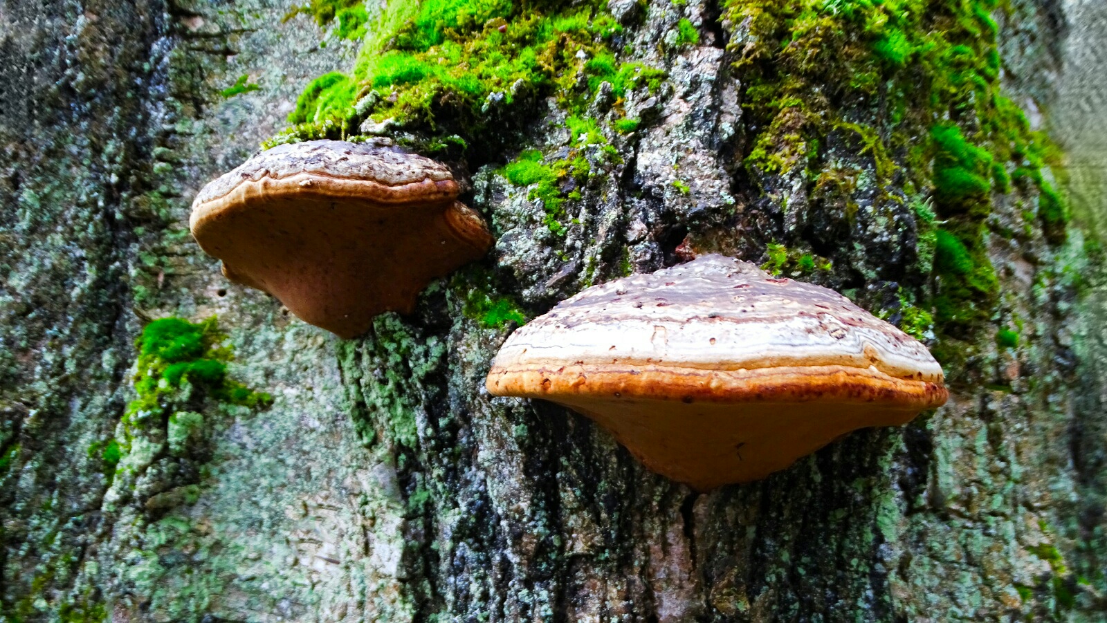 Природа Смоленщины 