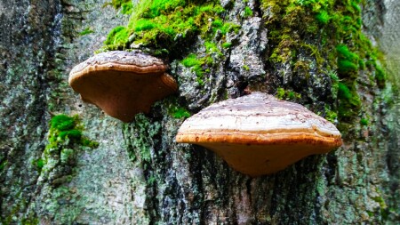 Природа Смоленщины 