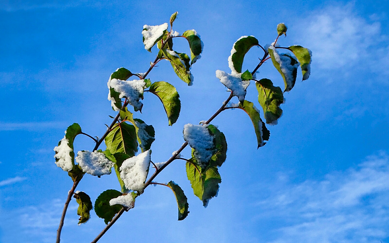 Природа Смоленщины 