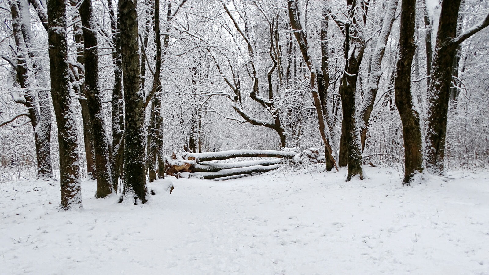 Природа Смоленщины 