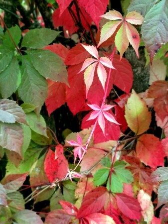 Осенние краски