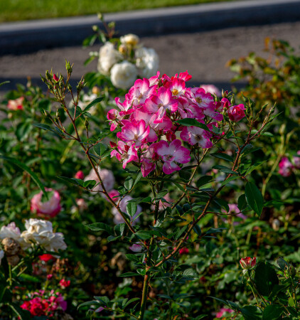 Rosa &#039;Mozart&#039;