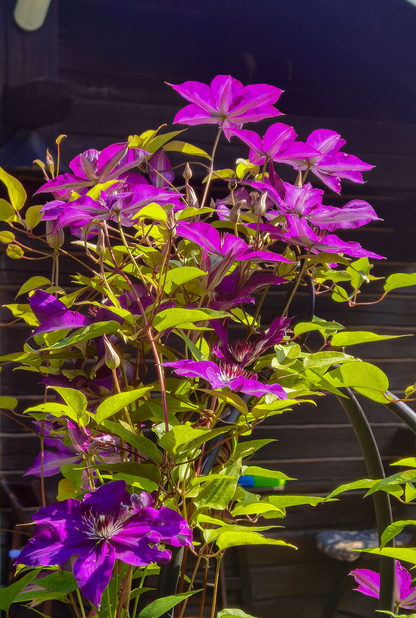 Клематис на даче