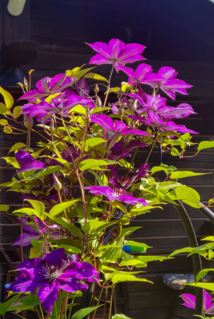 Клематис на даче