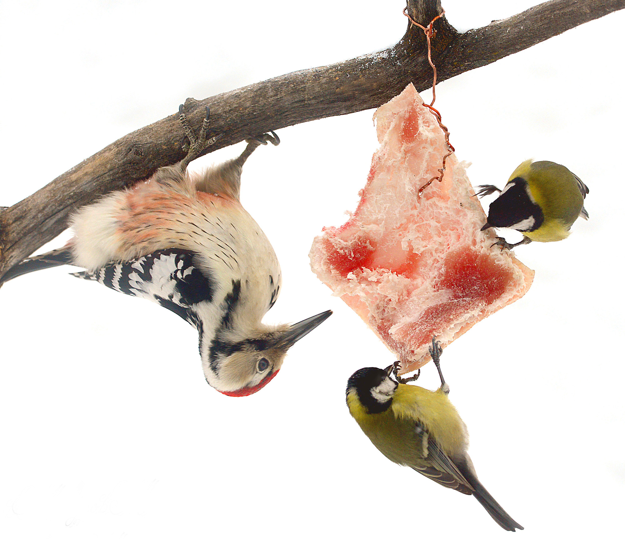 Зимний деликатес