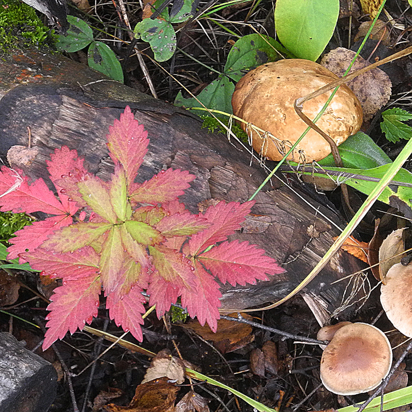Осенняя пора...