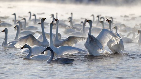 Свадебные игры....