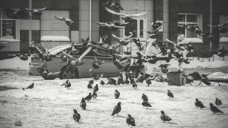 Голубиная стая