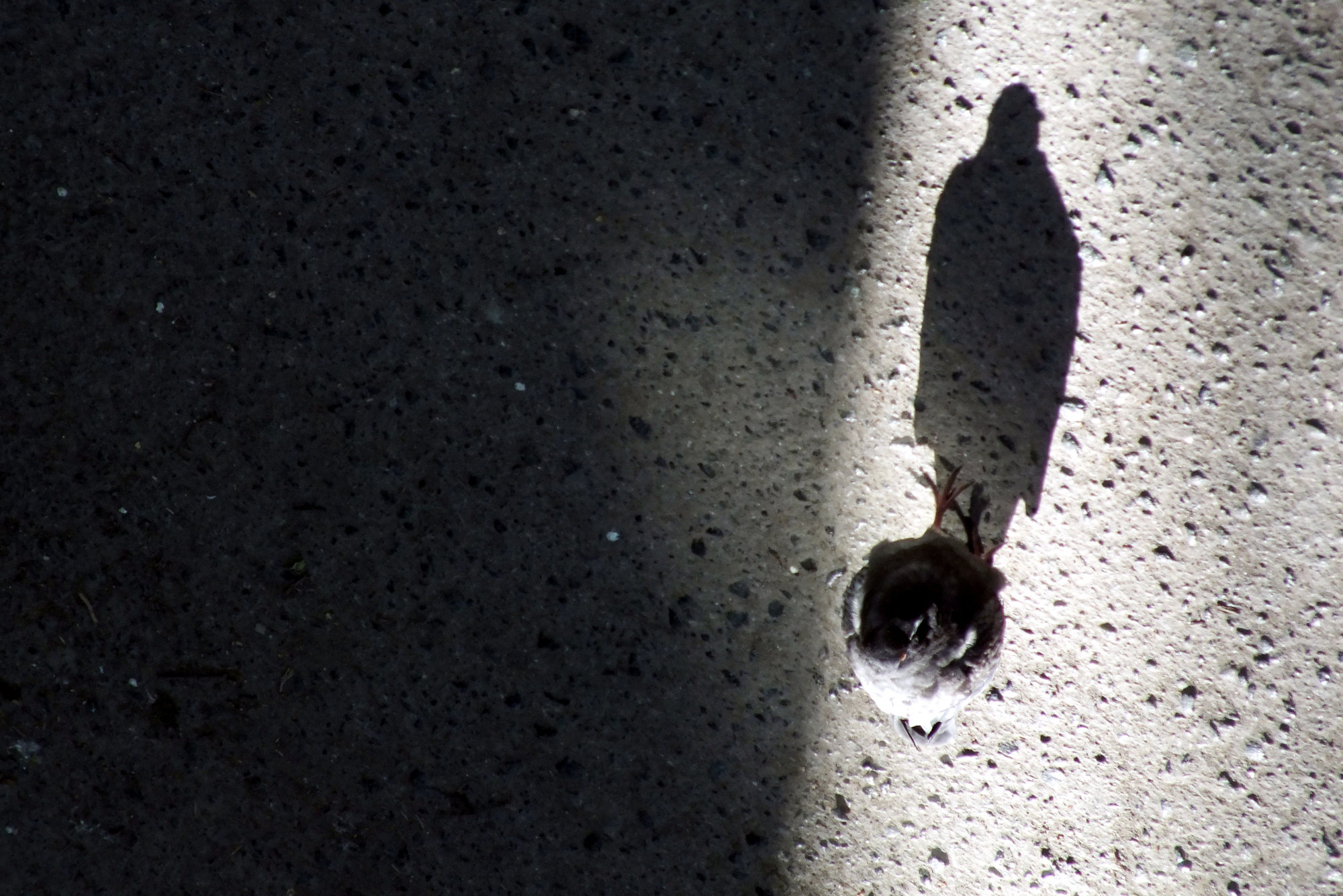 Мечты маленького человека