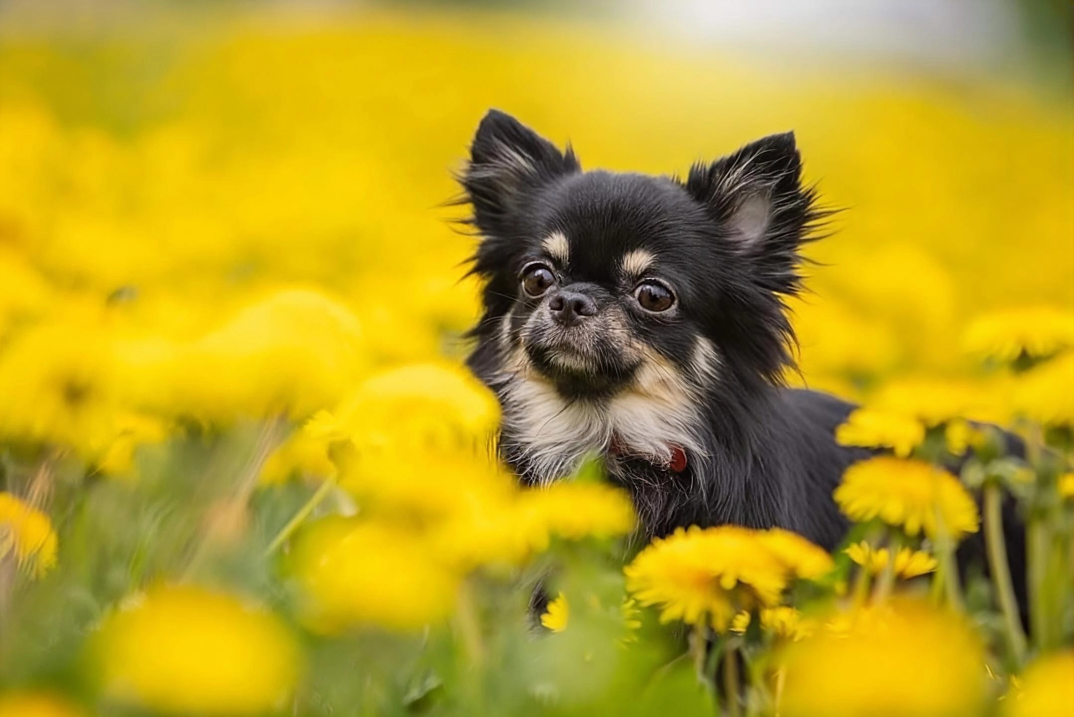 Среди одуванчиков