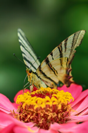 Летает парус одинокий...