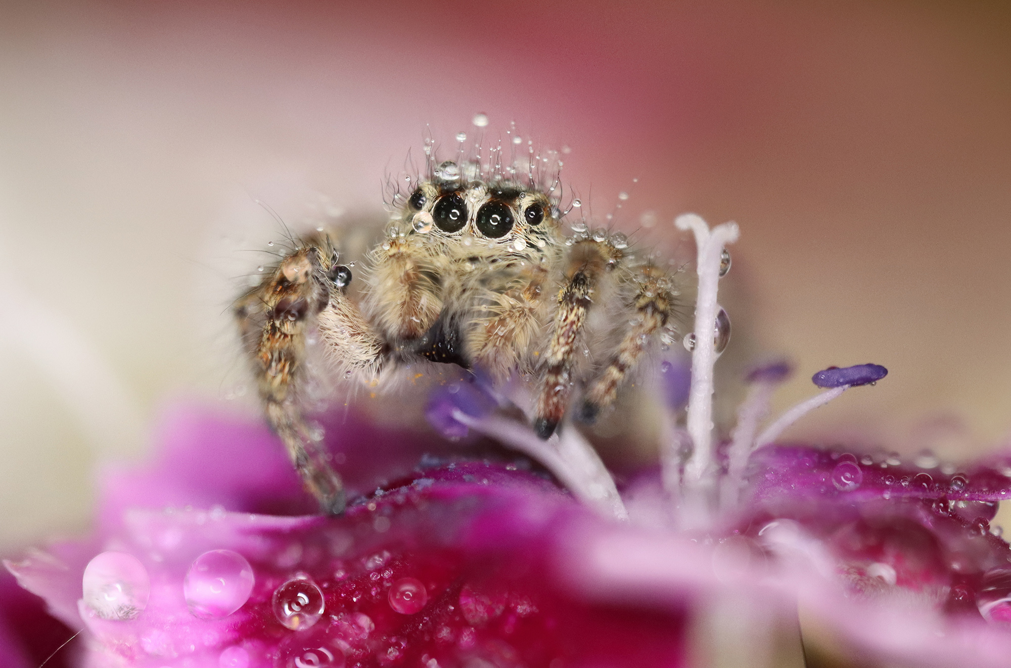 Царь среди...полей