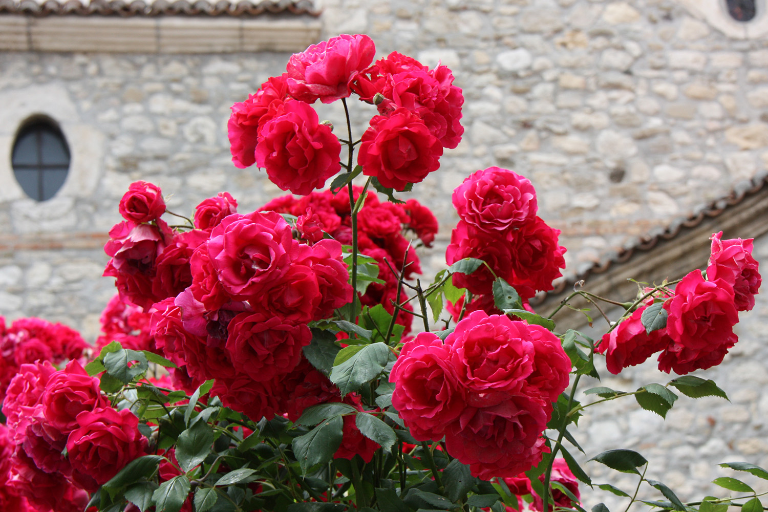 Болгарская роза